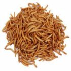 Harrisons Mealworms