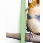 JW Pet Sand Perch